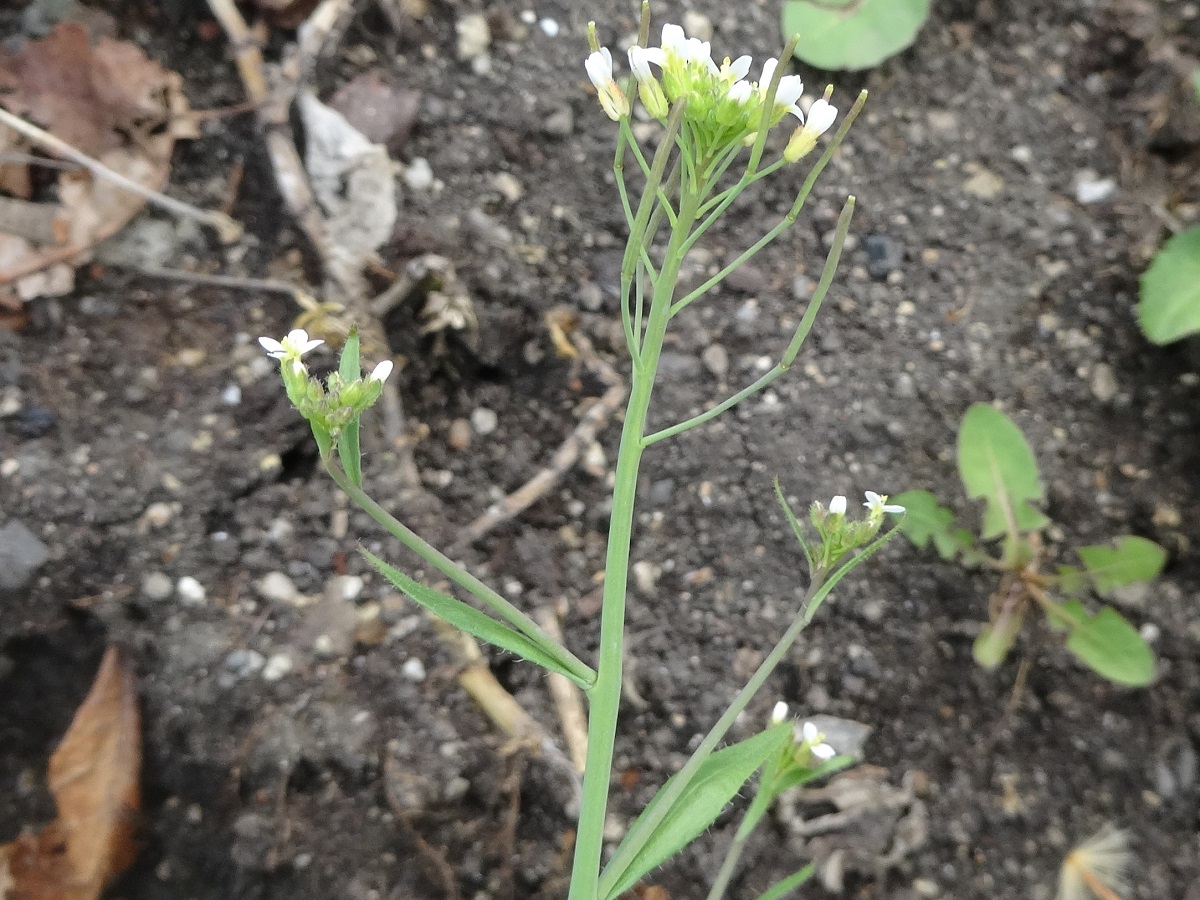 Arabidopsis thaliana (Brassicaceae)